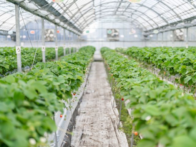 ベビーカーのままでも通ることのできる広さです