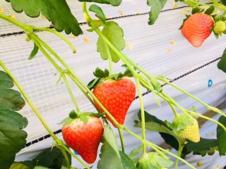 4月11日 5月10日 いちご狩り30分食べ放題 いちご狩りの後は自家製のお漬物のサービスあり 数種類のいちごを食べ比べ コロナ対策実施 吉田 冨田農園 じゃらん遊び体験 4月11日 5月10日 いちご狩り30分食べ放題 いちご狩りの後は自家製のお漬物のサービスあり 数種類のいちごを食べ比べ コロナ対策実施 吉田 冨田農園 じゃらん遊び体験