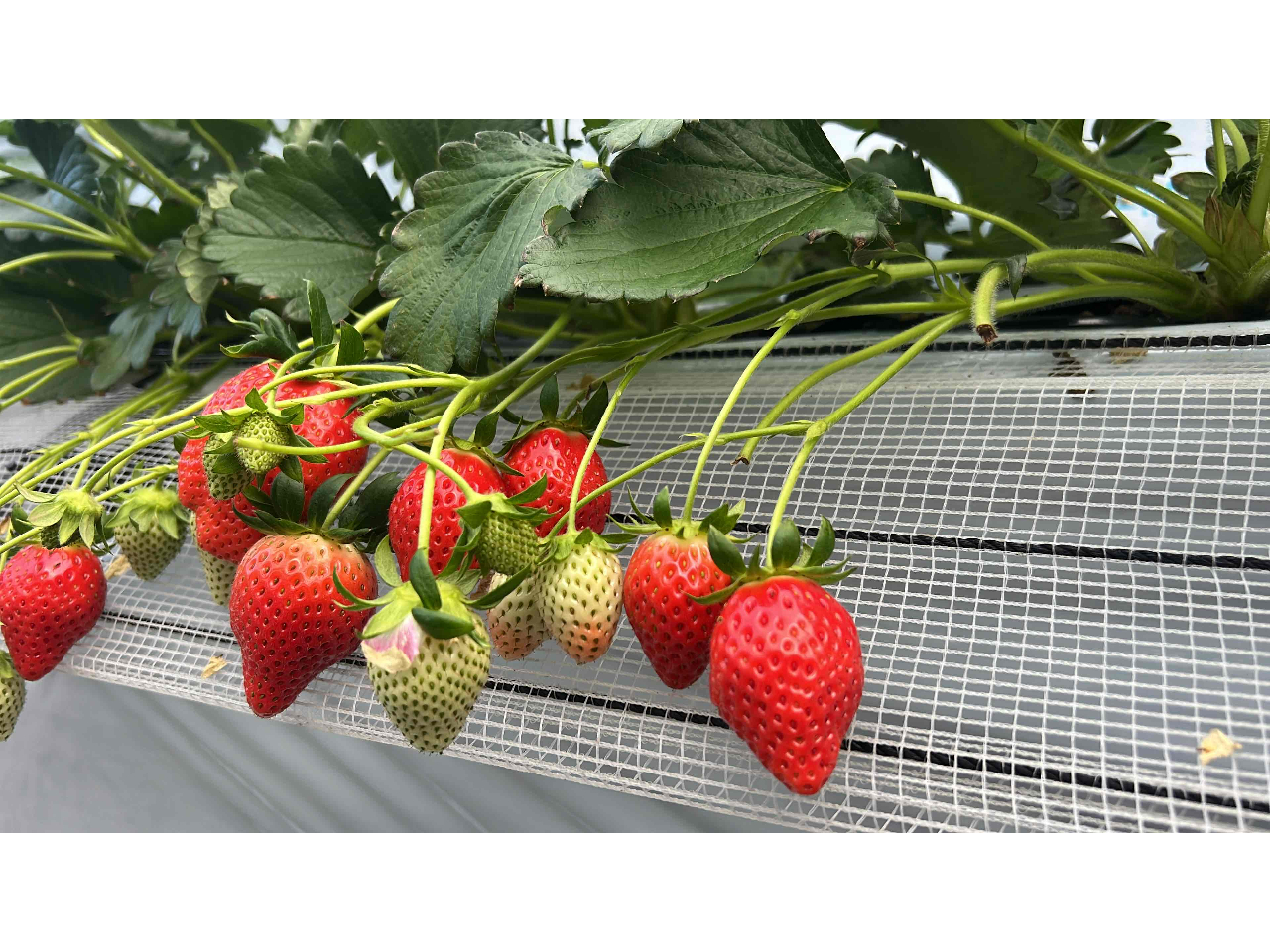 �Ԃ��n��������������R�o���Ă܂��ˁ��傫�������������邩�ȁ`�H