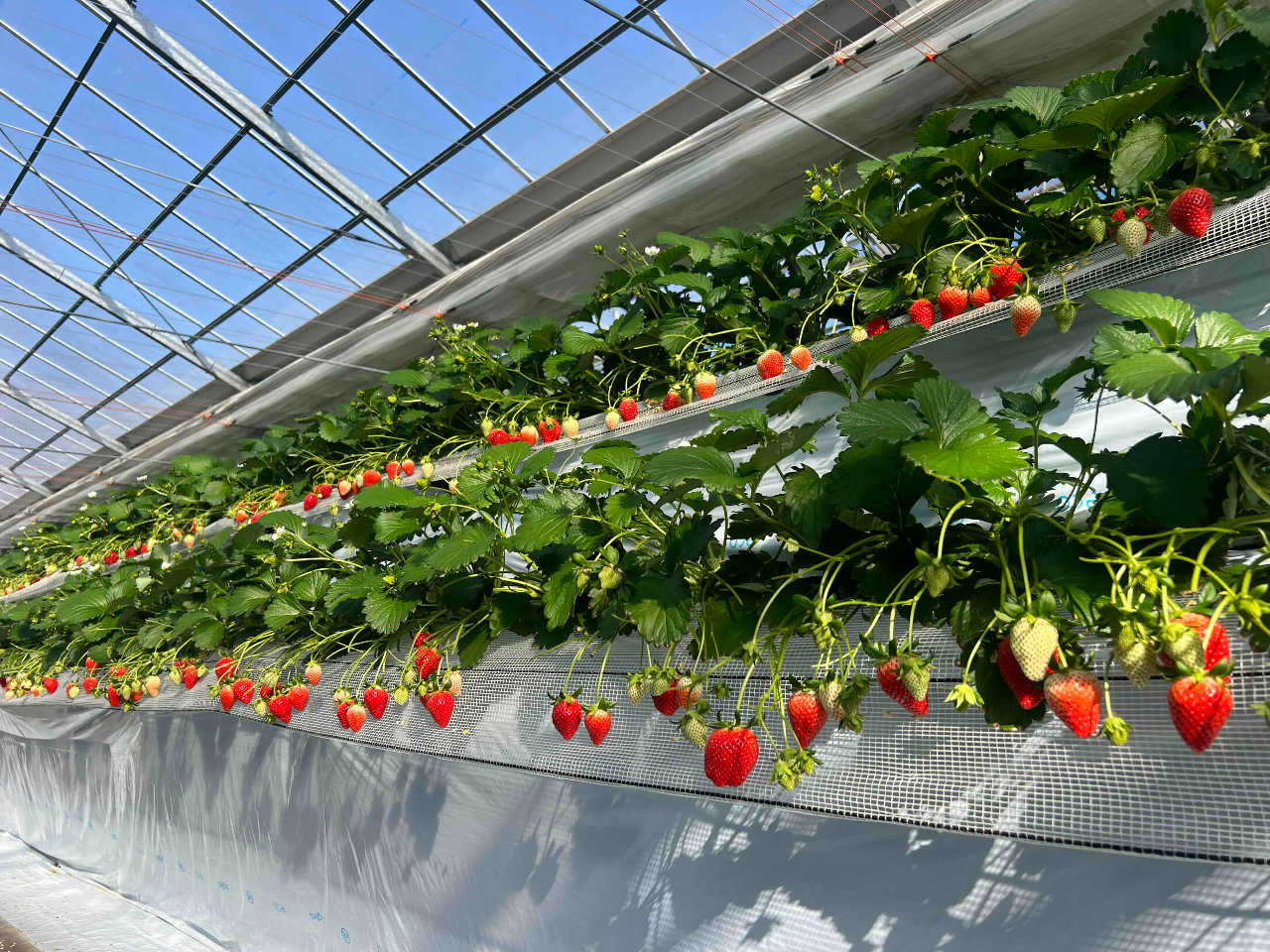 ��������Q�̍L���n�E�X�ł��������𑶕��ɂ��y���݉������I