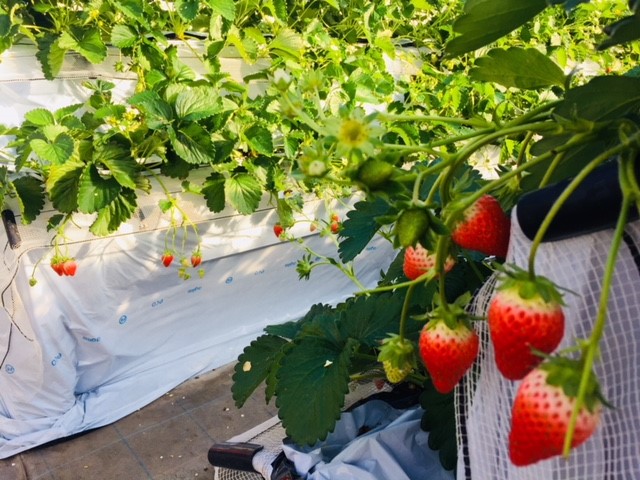 �x�r�[�J�[��Ԃ����A�c�̗l���劽�}�I