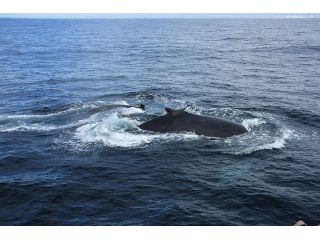 奄美大島北部 あまみこダイバーの口コミ一覧 じゃらんnet 奄美大島北部 あまみこダイバーの口コミ一覧 じゃらんnet