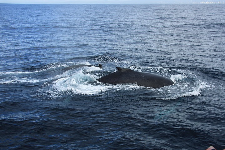 基本泳いでます