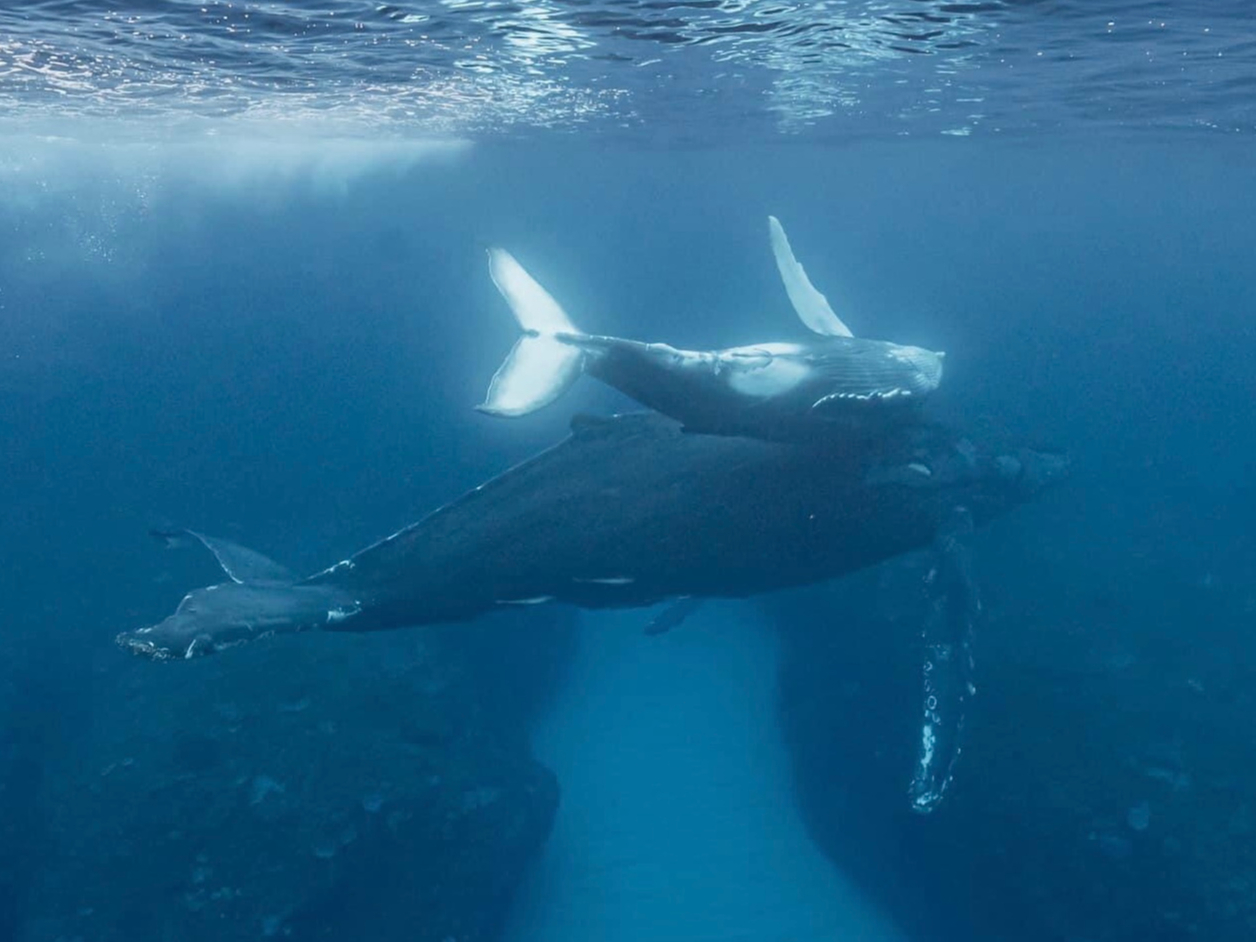 親子に出会える事もあります