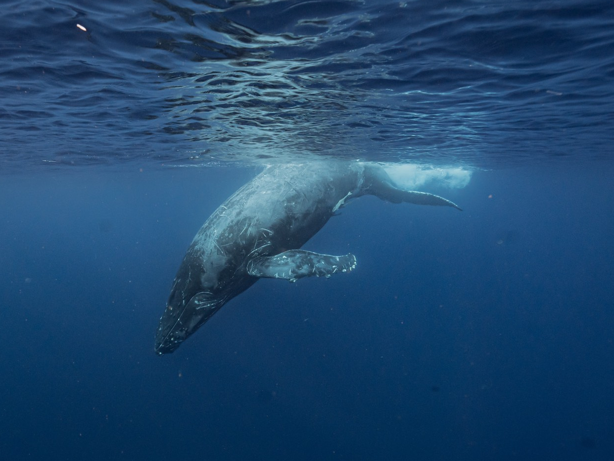 大人の個体は大きく迫力あります