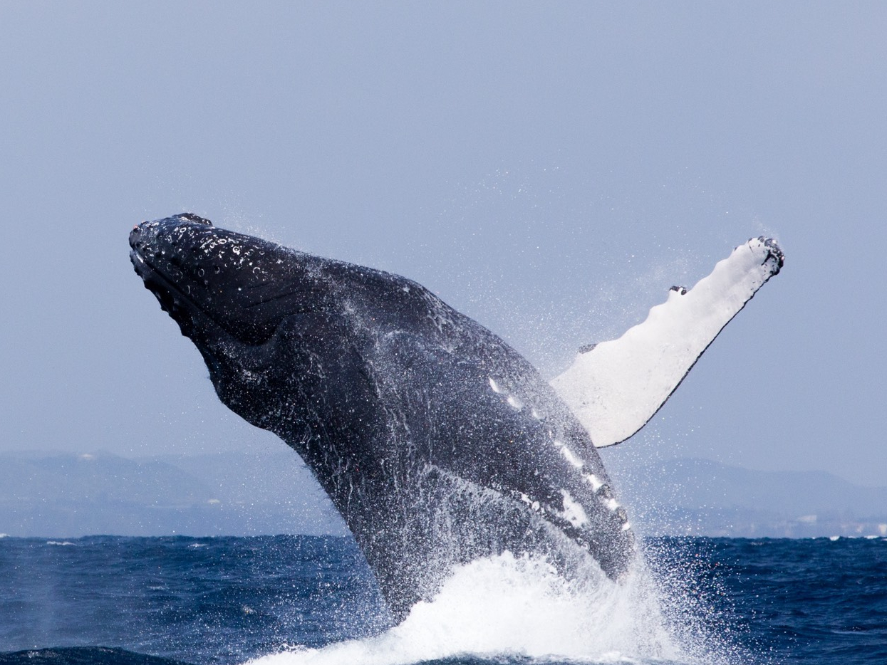 ブリーチは、迫力満点