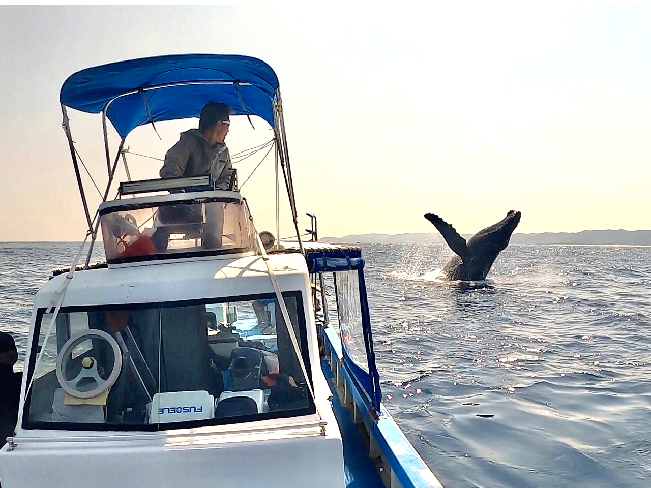 近くで見れる事も多いです