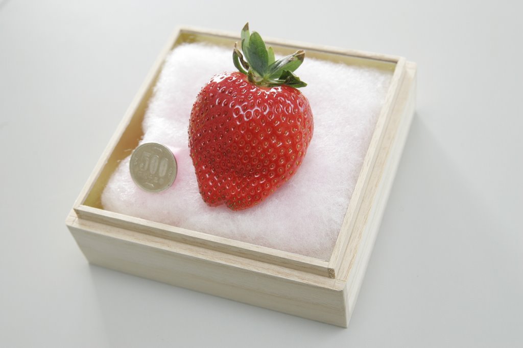 2月中旬 1粒5万円 と話題の美人姫 を含む5種類のうち1種類が20分食べ放題 奥田農園株式会社 じゃらん遊び体験 2月中旬 1粒5万円 と話題の美人姫 を含む5種類のうち1種類が20分食べ放題 奥田農園株式会社 じゃらん遊び体験