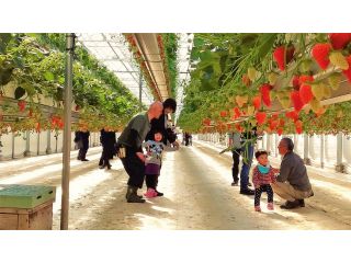 1/1〜5/9【須坂長野東ICから車で約15分☆いちご狩り】コロナ対策実施中!厳しい寒さで大きく育った章姫は甘くてジューシー♪ファミリー・女性・カップルにおすすめ!(^^)!