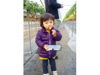 全て高設栽培ですので、安心して食べれます。