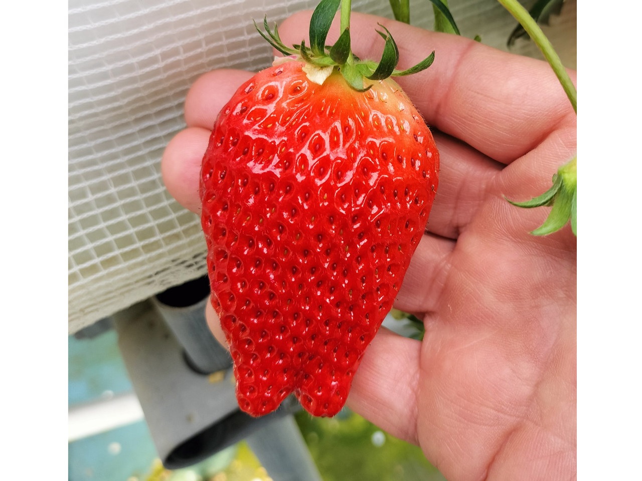 5/7～｜＼じゃらんアワード連続受賞！／【いちご狩り】練乳おかわり