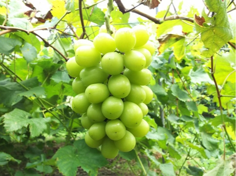 ���h�ȃV���C���}�X�J�b�g