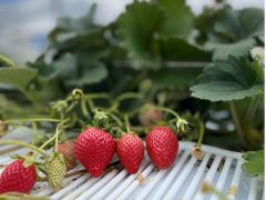 ◆有機質肥料を主とした安全安心ないちごです♪
◆30年以上続く観光農園でエコファーマー認定!
◆さがほのか・紅ほっぺ・とよのか・やよいひめ・恋みのり・ぴかいちご・さつまおとめ・あまえくぼの8品種!