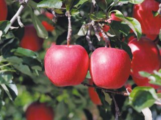 りんご狩り:試食が出来て2個収穫お持ち帰り付き。時期によりいろいろな種類のりんごが収穫できます♪