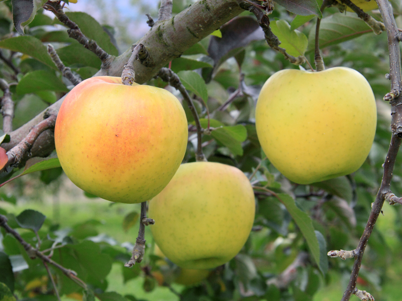 ̖Ղ̉F񂲁yܖzɂnł܂