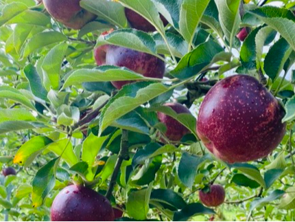 いろいろな品種のりんごを栽培しています。その時期の旬のリンゴをご案内します