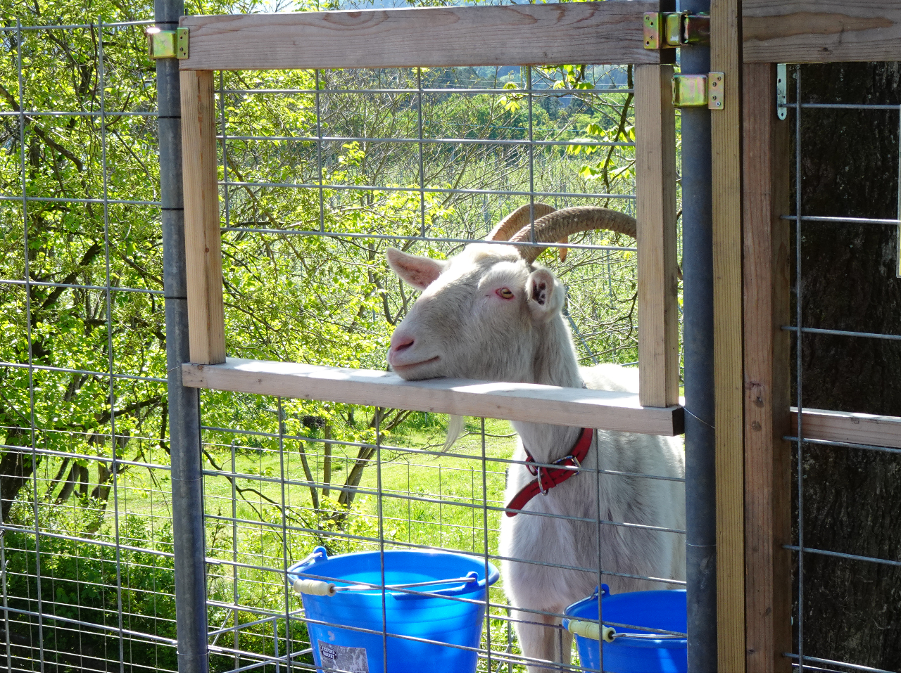 2024年3月からヤギ2頭が仲間になりました。人恋しそうな「もぎ もぎお」