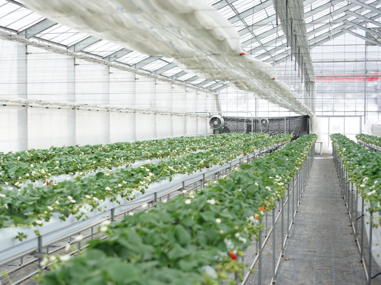 モギトーレのいちごビニールハウス内。高設栽培です。ペットも抱っこで入場できます。