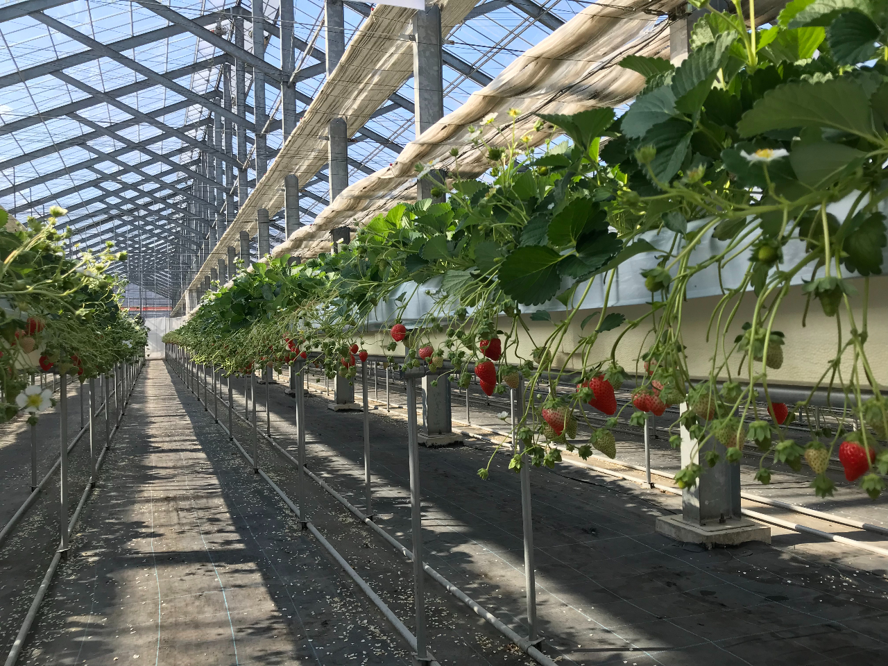 ̗ʂ蔄Ă܂BS֔ł܂@͔|󋵂ɂłȂꍇ