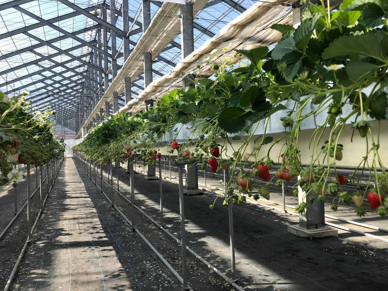 nEXł́A̗ʂ蔄Ă܂BS֔ł܂@͔|󋵂ɂłȂꍇ