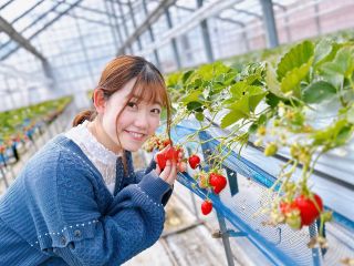 高設栽培なのでラクラク♪いちご狩り30分食べ放題