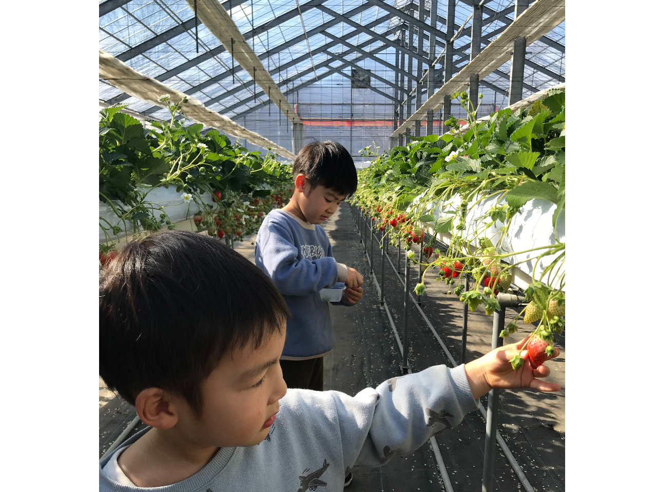 ���ݍ͔|�ł��B�q���������A�g�����n�E�X�ł̂т̂ъy���߂邢�������I