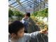 高設栽培です。子供たちも、暖かいハウスでのびのび楽しめるいちご狩り!