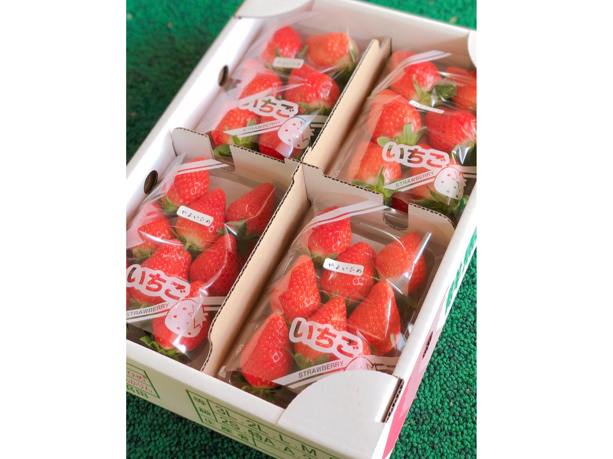 ���M�g�[���̑����p�̂������ł��B�Ƃ��Ă��W���[�V�[�I