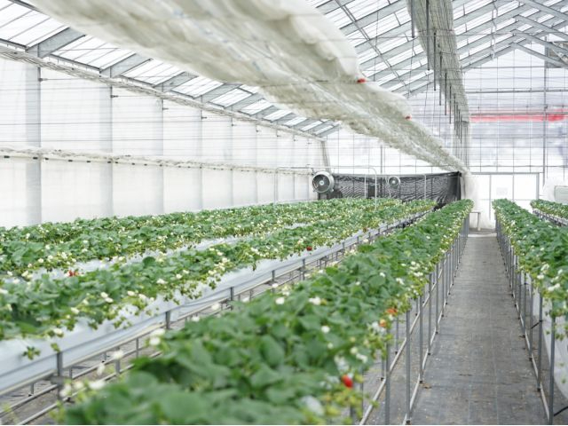 ���M�g�[���̂������r�j�[���n�E�X���B���ݍ͔|�ł��B�y�b�g����������J�[�g�œ���ł��܂��B