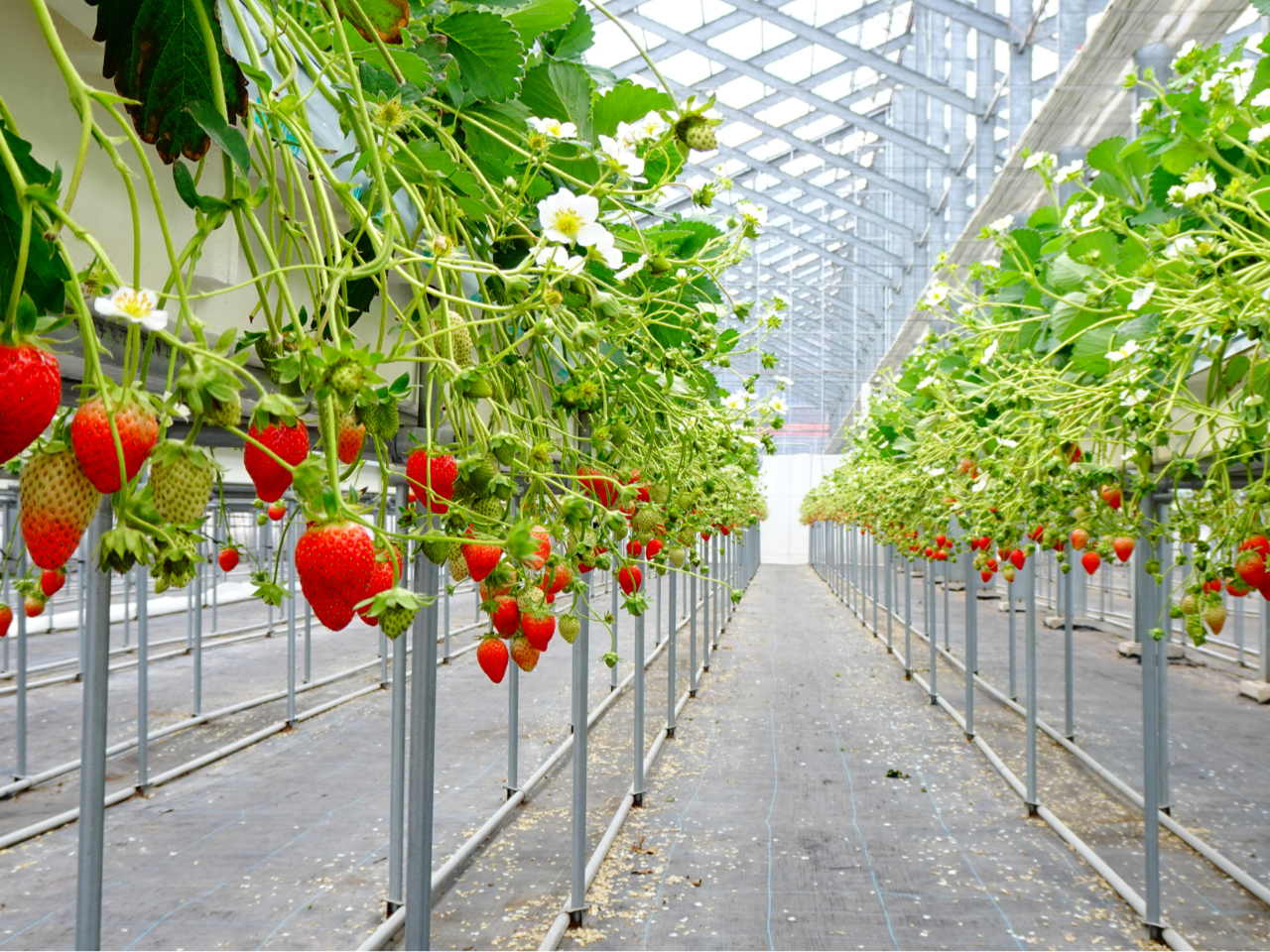 30���H�ו���́A���������B�����͖����ł��Ă��܂��B