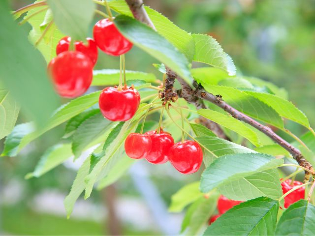 ��ނ��낢�낳�����ځ�