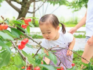 さくらんぼ30分食べ放題