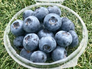 甘くて大粒なブルーベリーが食べ放題&お持ち帰り付き