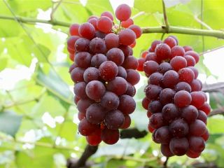 太陽の光をいっぱい浴びた甘いぶどう(デラウェア)が試食が出来て2房収穫お持ち帰り付き♪