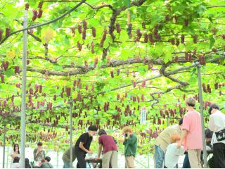 ビニールの屋根が張ってあるので雨の日も大丈夫です。30分食べ放題