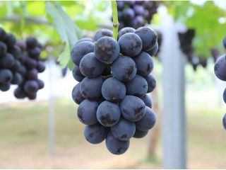 大粒ぶどうは約8,000房を栽培しております!