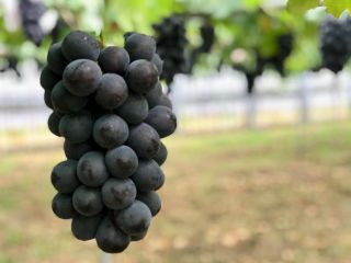 びっくりするほど大粒なぶどうがが試食が出来て1房収穫お持ち帰り付き♪