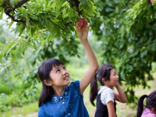 太陽の光をいっぱい浴びたプラムが食べ放題♪