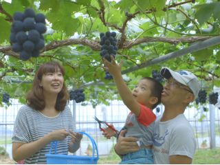 びっくりするほど大粒なぶどうが30分食べ放題