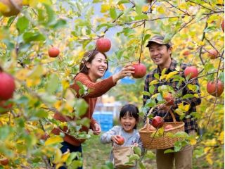 楽しくりんご狩り(試食が出来て2個収穫お持ち帰り付き)