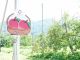 果樹園には果物の看板の目印がございます。収穫時期ではない果物の樹も看板を見れば観察できます。