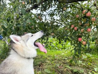 広大なりんご畑には多品種のりんごが育てられています。品種ごとの生育状況の違いを歩いて観察してみるのもおすすめです。