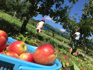 リンゴ狩り 農園を駆け回るこどもたち。