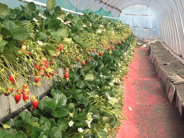 1O[vPnEXݐ؂Ȃ̂ŁARiЂłS