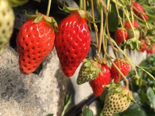 酸味がなくとても甘い、苺の中で甘さが一番の章姫です!