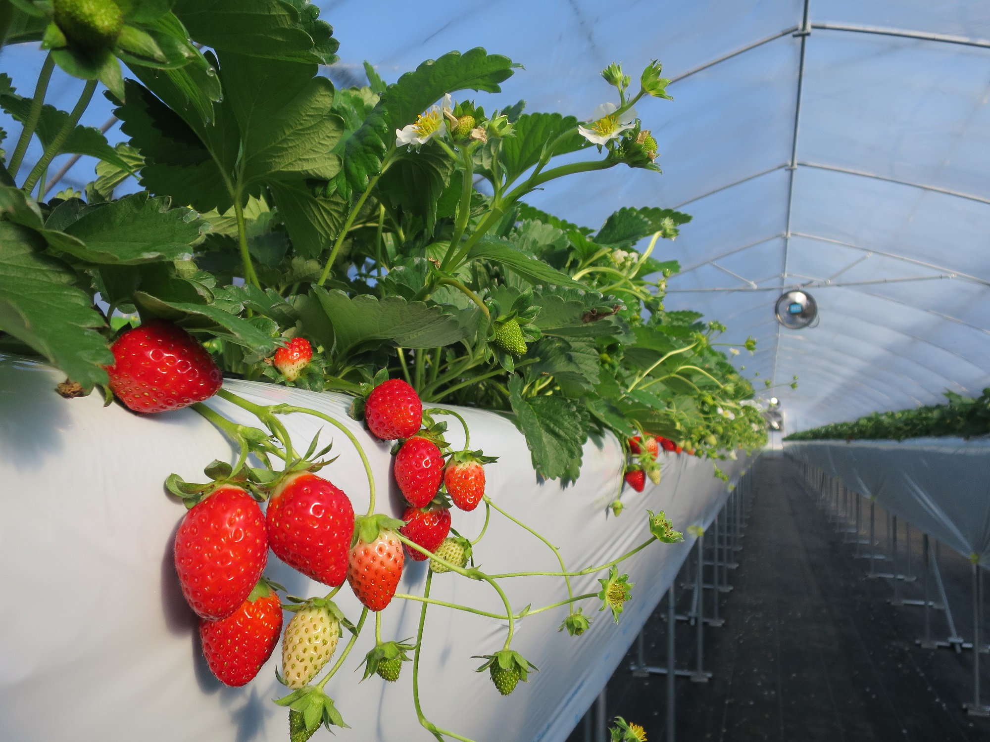 千葉【いちご狩り】8品種栽培☆30分食べ放題♪ 神崎I.Cから車で3分☆ 道の駅...