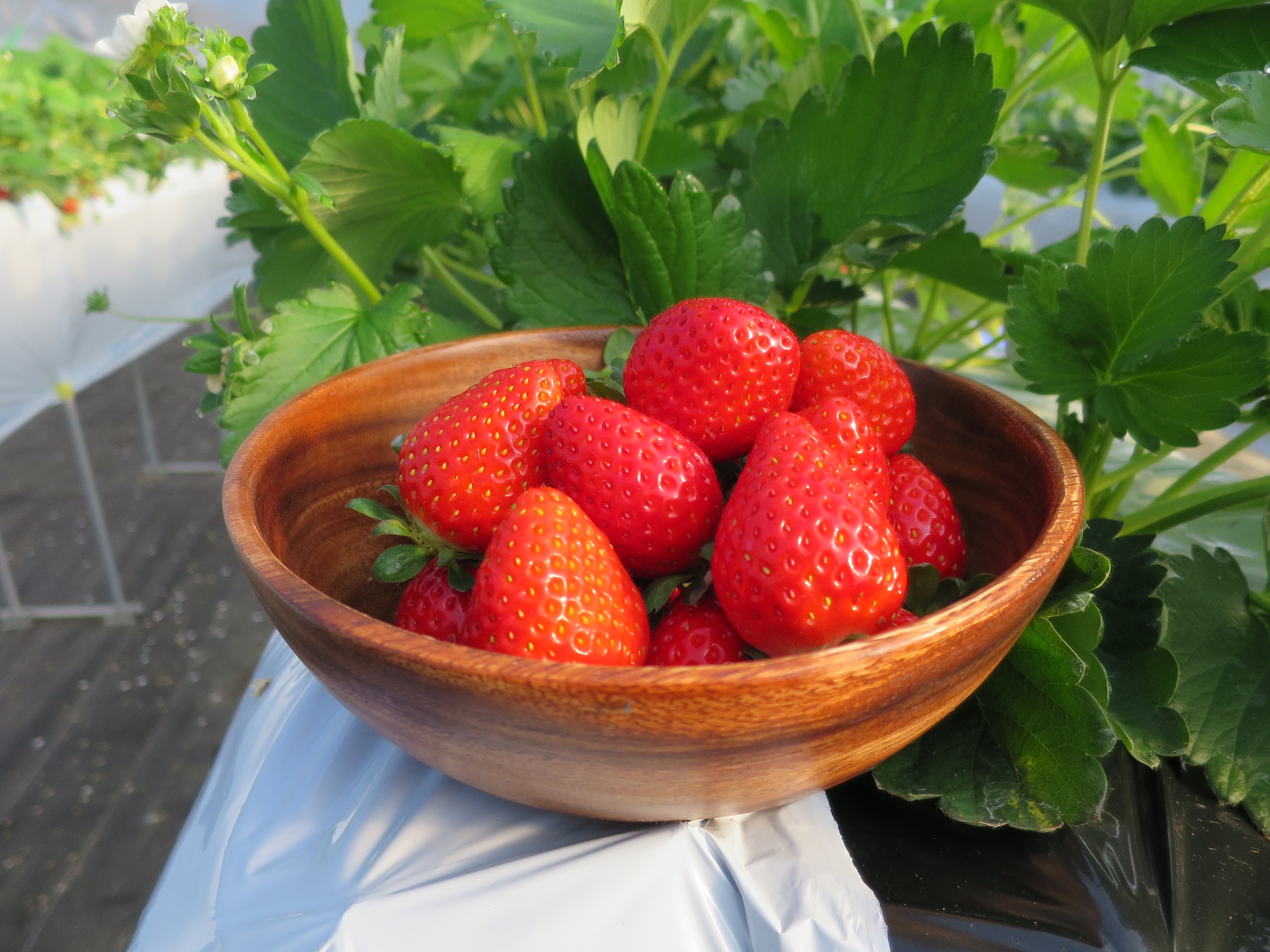 【じゃらんのお得な10日間】千葉【いちご狩り】8品種栽培☆30分食べ放題♪ 神崎...