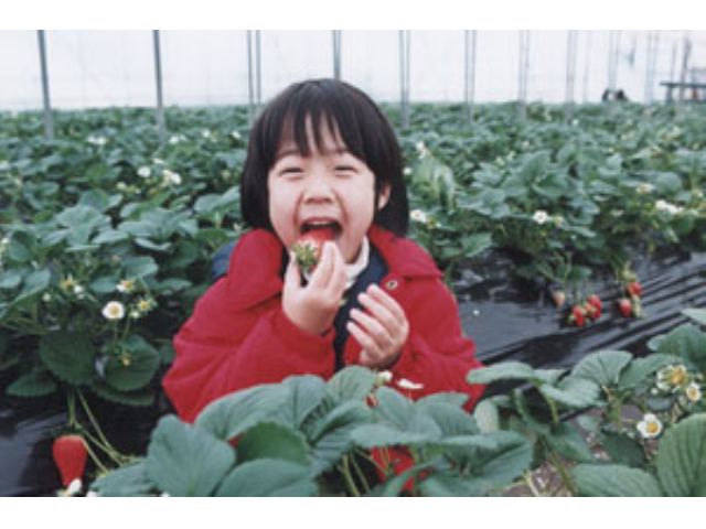 鴨川 いちご狩り 30分食べ放題 10 15種類食べ比べ ここでしか食べれないオリジナル苺もo 鴨川シーワールドまで車で分 たむら農園 じゃらん遊び体験 鴨川 いちご狩り 30分食べ放題 10 15種類食べ比べ ここでしか食べれないオリジナル苺もo 鴨川シーワールドまで車で分 たむら農園 じゃらん遊び体験