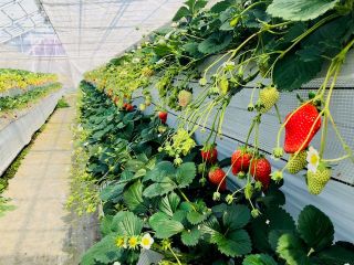 鴨川 いちご狩り 30分食べ放題 10 15種類食べ比べ ここでしか食べれないオリジナル苺もo 鴨川シーワールドまで車で分 たむら農園 じゃらん遊び体験 鴨川 いちご狩り 30分食べ放題 10 15種類食べ比べ ここでしか食べれないオリジナル苺もo 鴨川シーワールドまで車で分 たむら農園 じゃらん遊び体験