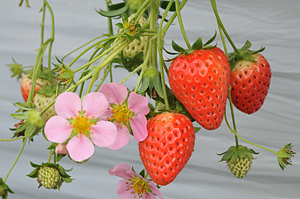 ★ここでしか食べれないオリジナル苺があります★2026年【鴨川・いちご狩り】\3...